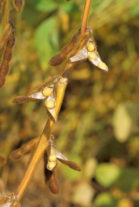 Soybean_USDA